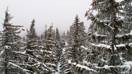 Tall dense old spruce trees grow on a snowy slope