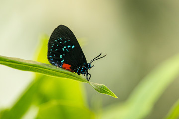 An Atala Butterfly resting on a green leaf.