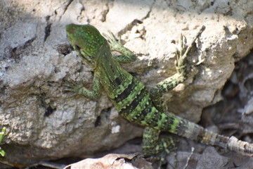 Lizard Reptile on Tree in Tulum Mexico Mexican Riviera