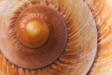 The texture of a spiral seashell. Snail shell background