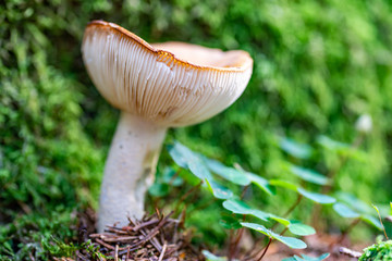 Makro-Aufnahme eines Täublings auf dem Waldboden