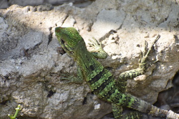 Lizard Reptile on Tree in Tulum Mexico Mexican Riviera