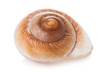 Spiral seashell isolated on white background. Snail close-up. Stacked photo