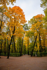 Naklejka premium paths in the autumn park, rain, yellow leaves, trees