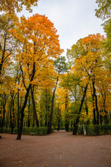 paths in the autumn park, rain, yellow leaves, trees