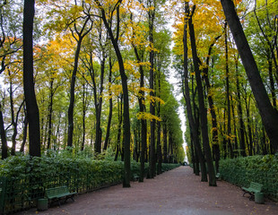 paths in the autumn park, rain, yellow leaves, trees