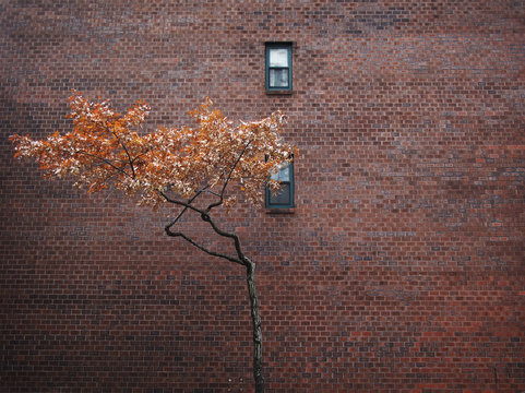 Two small windows and a lone orange tree amidst a large brick wall