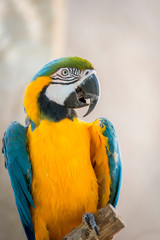 portrait d'Ara ararauna