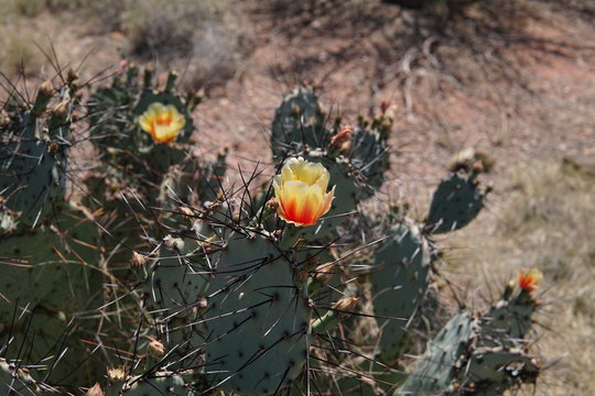 Prickly Pear Cactus blooming in the wild