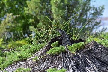 Large Iguana in Tulum Mexico Mexican Riviera
