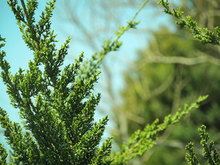 green branches of a tree