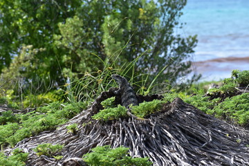 Large Iguana in Tulum Mexico Mexican Riviera