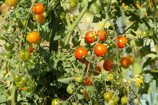 Viele kleine rote Tomaten am Strauch, Solanaceae  pomodoro