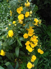 Bright yellow roses. Bush of roses.