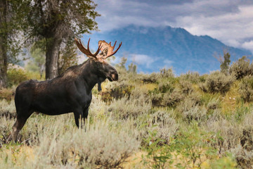 Naklejka na ściany i meble Moose in Grand Tetons National Park