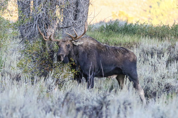 Moose in Grand Tetons National Park