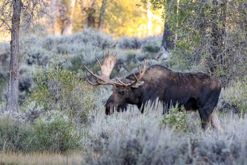 Moose in Grand Tetons National Park