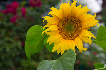 Obraz premium sunflower
