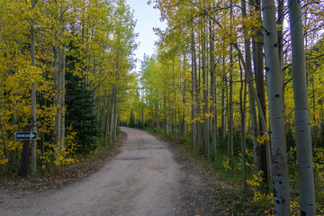 Autumn landscape of dirt road lined with turning aspen trees in Colorado
