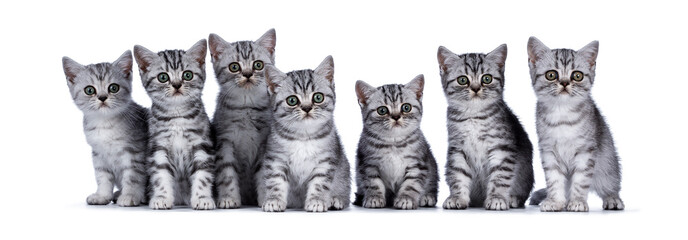 Row of 7 silver patterned British Shorthair cat kittens, sitting beside each other on a perfect row. All looking a bit beside the camera with greenish eyes. Facing front. isolated on white background.