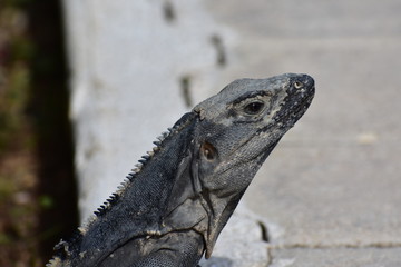 Iguanas and Lizards of Tulum Mexico