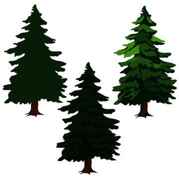 fir trees, drawing pictures, green fir trees