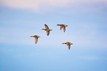 Group of Flying wild ducks against blue sky