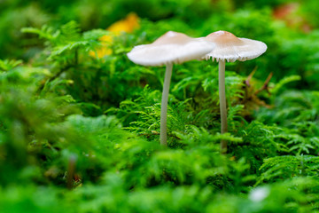 Zwei kleine weiße Pilze wachsen im Herbst auf moosigem Boden