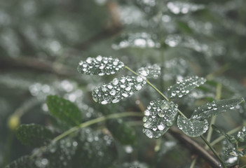 raindrops green leaf of grass