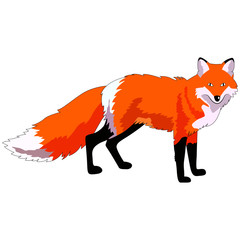 fox image, wild animal, isolate on a white background