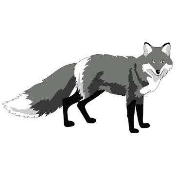 fox image, monochrome picture, isolate on a white background