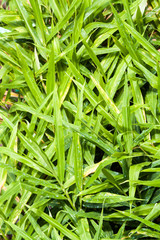 Closeup of green Ginger plant leaves from above