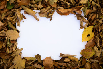  Place for text on the background of yellow autumn leaves