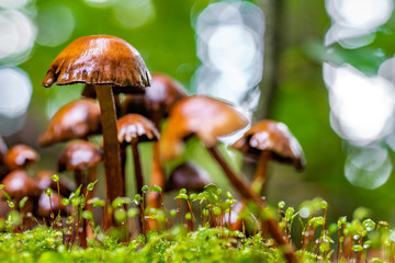 Nelkenschwindlinge sprießen aus dem herbstlichen Waldboden