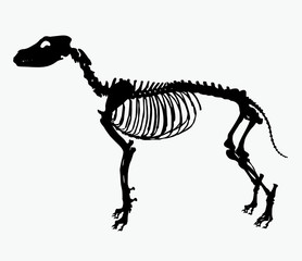 skeleton of a wolf vector illustration
