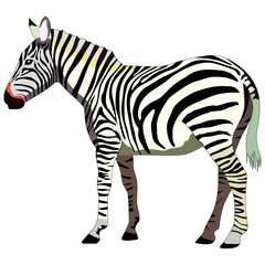 Fototapeta na wymiar drawing of a zebra, isolate on a white background