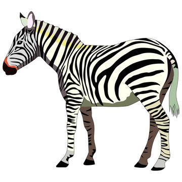 drawing of a zebra, isolate on a white background