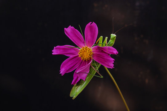 The mantis