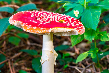 Makro-Aufnahme eines löcherigen Fliegenpilzes
