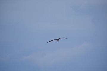 Brown Pelican Flying over the ocean 