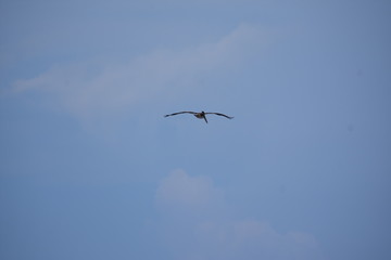 Brown Pelican Flying over the ocean 
