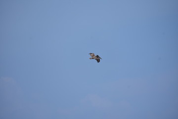 Brown Pelican Flying over the ocean 