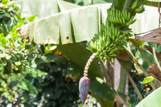 Raw banana in banana plant in garden with natural sunlight