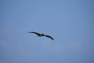 Brown Pelican Flying over the ocean 