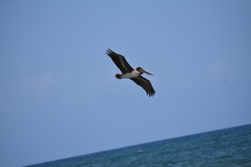 Brown Pelican Flying over the ocean 