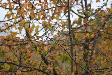autumn leaves on tree