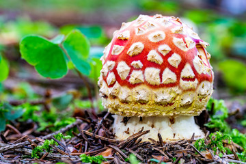 Knollenförmiger Fliegenpilz mit Glücksklee
