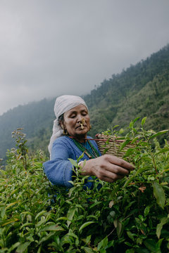 Highland tea garden