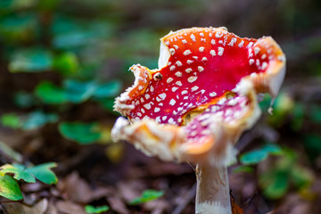 Kaputter Fliegenpilz auf dem Waldboden