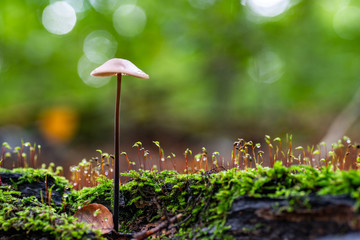 Langstieliger Knoblauchschwindling im Wald - Makro-Aufnahme